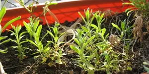 Lavendel.webp