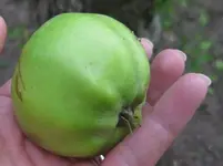 Apfel.webp