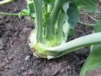 Kohlrabi.webp