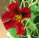 Kapu.webp