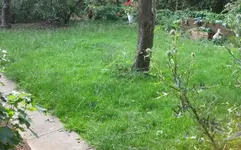 Rasen.webp