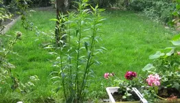 Rasen (2).webp
