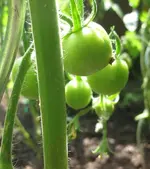 Tomaten.webp