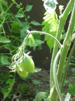 Tomaten (2).webp