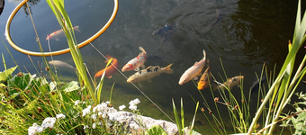 KOI.webp