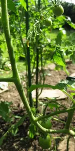 Tomaten (3).webp