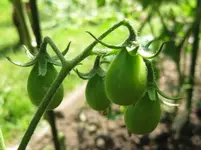 Tomaten (4).webp