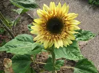 SoBlu1.webp