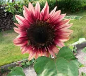 SoBlu2.webp