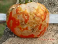 CIMG0720.webp