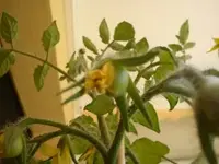 Tomate (2).webp