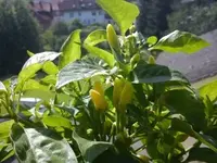 Gewürzpaprika.webp