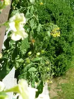 Tumbler2_12072011.webp