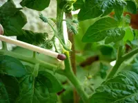 Vilma12072011.webp