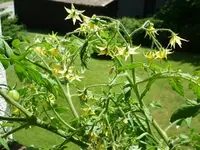 Tumbler12072011.webp
