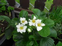 SDC12647.webp