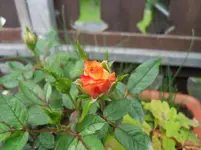 SDC12648.webp