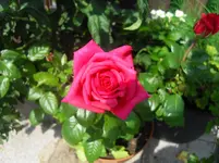 SDC12666.webp
