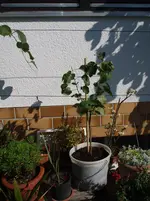 Aprikosen  (1).webp