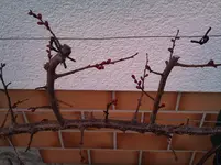Aprikosen  (2).webp