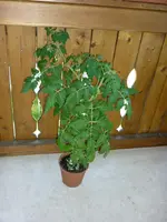 sub_arctic_what_1207201.webp
