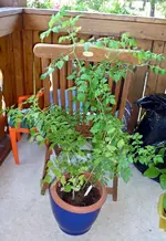 Wildtomaten_12072011.webp