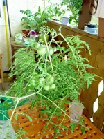 Burkanlapu12072011.webp