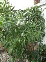 SAM_0350.webp