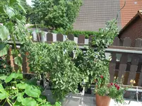 SDC12662.webp