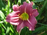 IMG_little wart_1067x800.webp