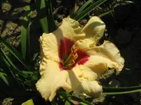 IMG_sil. gum drop_1067x800.webp