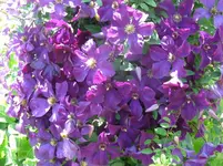 IMG_clematis_1067x800.webp