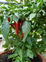 chili-cayenne01-1.webp