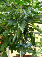 chili-jalapeno01-1.webp
