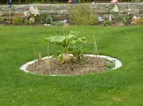BananaBeet.webp