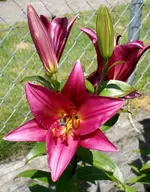 DSC03611.webp