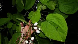 DSC00424.webp