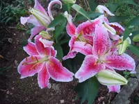 076.webp