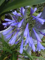 102.webp