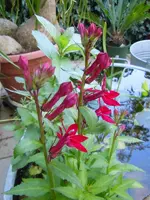 010.webp