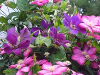 107.webp