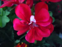 111.webp