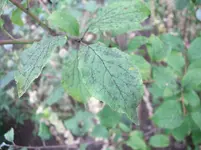 CIMG3904.webp