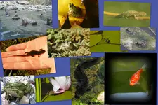 im und am Wasser1.webp