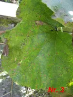 IMG_0353.webp