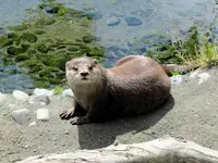 Fischotter 2.webp