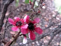 Manuka v.webp