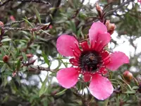 Manuka v (2).webp