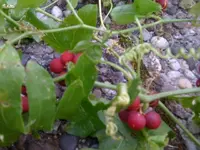 schlingpflanze.webp