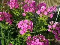 ALIM3249.webp